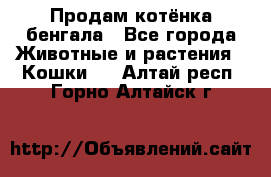 Продам котёнка бенгала - Все города Животные и растения » Кошки   . Алтай респ.,Горно-Алтайск г.